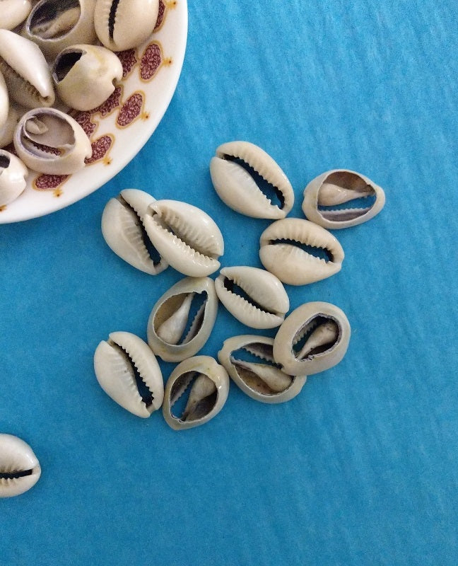 Kouri Shell Natural XL cowrie shells, kauri shell, shell application for bags, jew ...